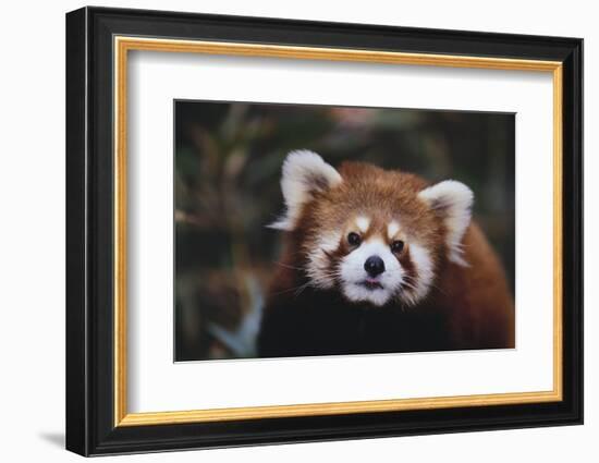 Red Panda-DLILLC-Framed Photographic Print