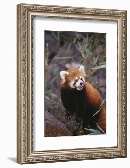 Red Panda-DLILLC-Framed Photographic Print