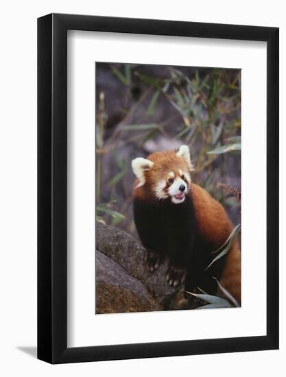 Red Panda-DLILLC-Framed Photographic Print