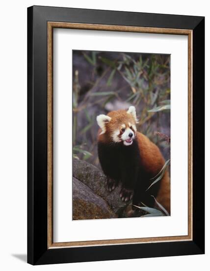 Red Panda-DLILLC-Framed Photographic Print