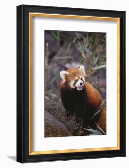 Red Panda-DLILLC-Framed Photographic Print