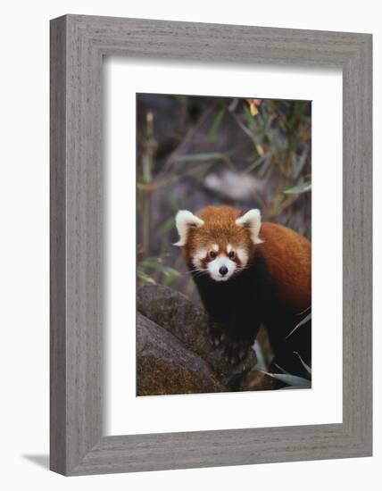 Red Panda-DLILLC-Framed Photographic Print