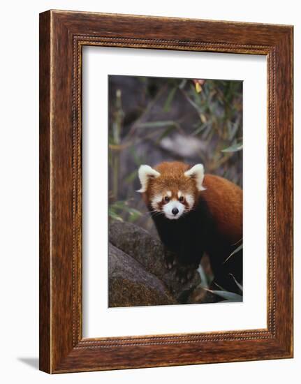 Red Panda-DLILLC-Framed Photographic Print