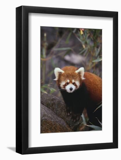 Red Panda-DLILLC-Framed Photographic Print