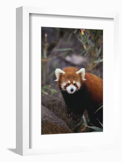 Red Panda-DLILLC-Framed Photographic Print