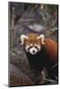 Red Panda-DLILLC-Mounted Photographic Print