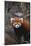 Red Panda-DLILLC-Mounted Photographic Print