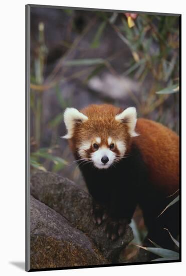 Red Panda-DLILLC-Mounted Photographic Print