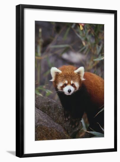 Red Panda-DLILLC-Framed Photographic Print