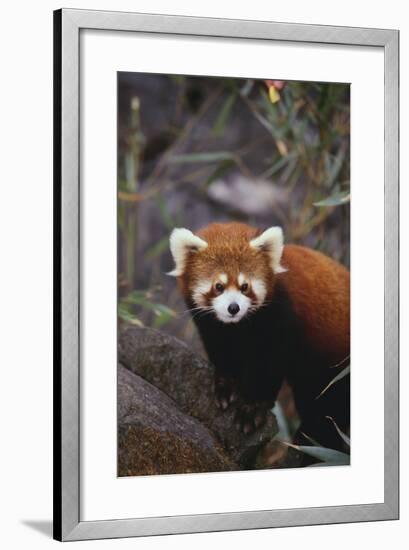 Red Panda-DLILLC-Framed Photographic Print