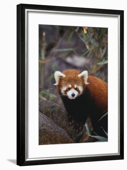 Red Panda-DLILLC-Framed Photographic Print