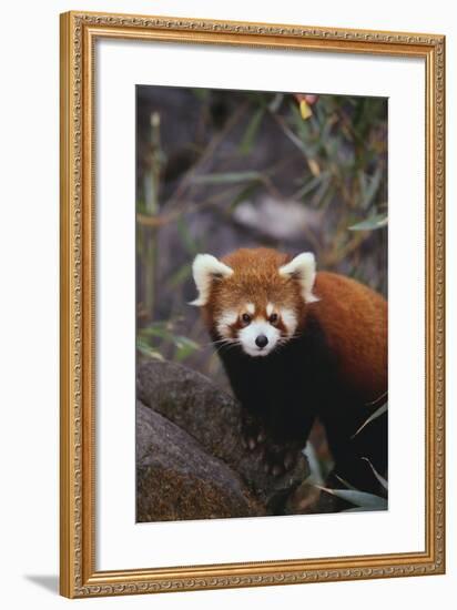 Red Panda-DLILLC-Framed Photographic Print