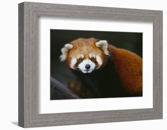 Red Panda-DLILLC-Framed Photographic Print