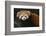 Red Panda-DLILLC-Framed Photographic Print