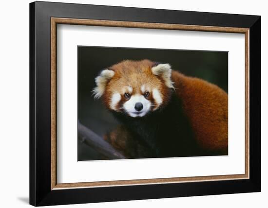 Red Panda-DLILLC-Framed Photographic Print