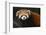 Red Panda-DLILLC-Framed Photographic Print