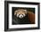 Red Panda-DLILLC-Framed Photographic Print