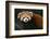 Red Panda-DLILLC-Framed Photographic Print