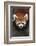 Red Panda-DLILLC-Framed Photographic Print