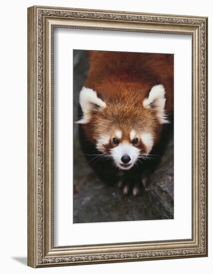 Red Panda-DLILLC-Framed Photographic Print