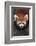 Red Panda-DLILLC-Framed Photographic Print