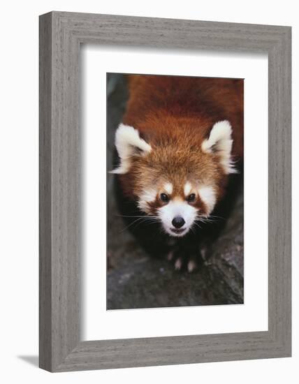 Red Panda-DLILLC-Framed Photographic Print