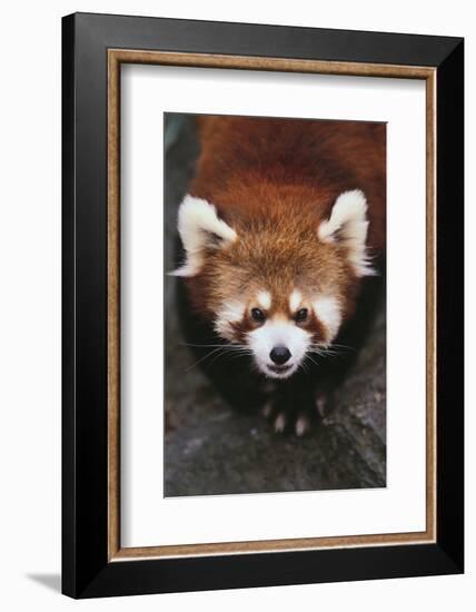 Red Panda-DLILLC-Framed Photographic Print