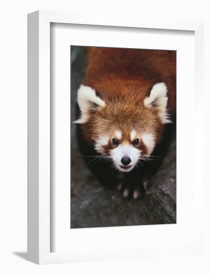 Red Panda-DLILLC-Framed Photographic Print