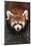 Red Panda-DLILLC-Mounted Photographic Print