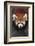 Red Panda-DLILLC-Framed Photographic Print