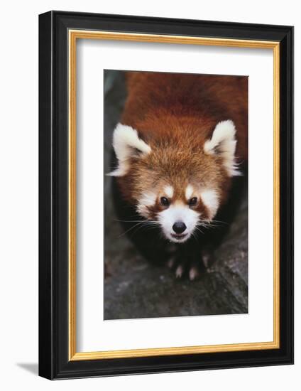 Red Panda-DLILLC-Framed Photographic Print