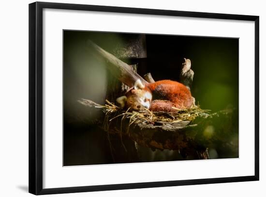 Red Panda-_jure-Framed Photographic Print