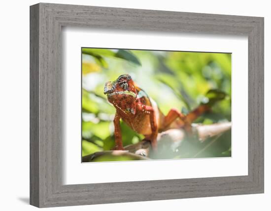 Red Panther Chameleon (Furcifer Pardalis), Endemic to Madagascar, Africa-Matthew Williams-Ellis-Framed Photographic Print