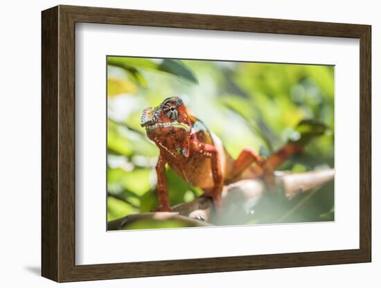 Red Panther Chameleon (Furcifer Pardalis), Endemic to Madagascar, Africa-Matthew Williams-Ellis-Framed Photographic Print