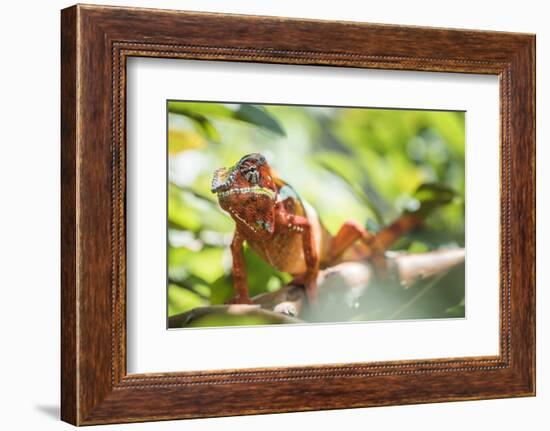 Red Panther Chameleon (Furcifer Pardalis), Endemic to Madagascar, Africa-Matthew Williams-Ellis-Framed Photographic Print