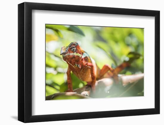 Red Panther Chameleon (Furcifer Pardalis), Endemic to Madagascar, Africa-Matthew Williams-Ellis-Framed Photographic Print