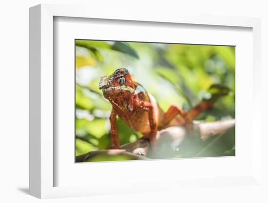 Red Panther Chameleon (Furcifer Pardalis), Endemic to Madagascar, Africa-Matthew Williams-Ellis-Framed Photographic Print