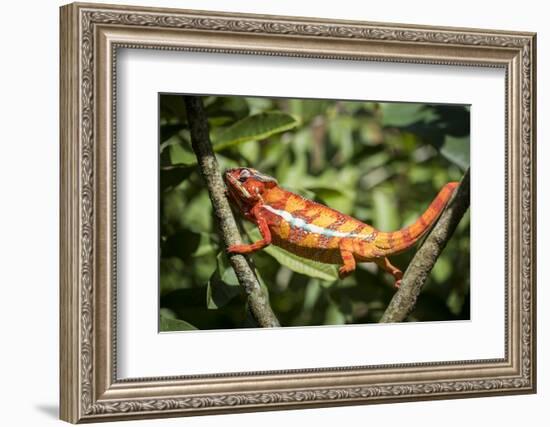 Red Panther Chameleon (Furcifer Pardalis), Endemic to Madagascar, Africa-Matthew Williams-Ellis-Framed Photographic Print