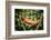 Red Panther Chameleon (Furcifer Pardalis), Endemic to Madagascar, Africa-Matthew Williams-Ellis-Framed Photographic Print