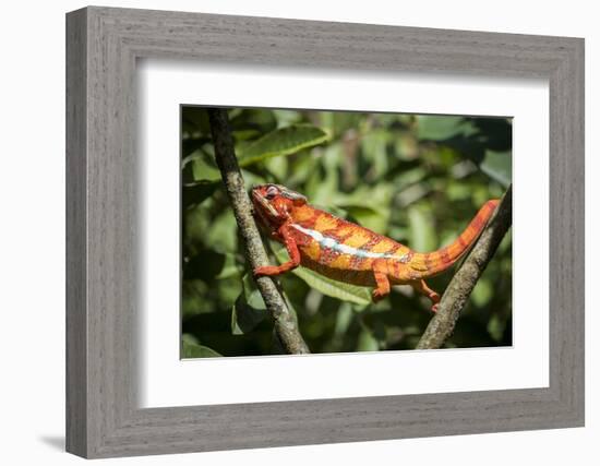 Red Panther Chameleon (Furcifer Pardalis), Endemic to Madagascar, Africa-Matthew Williams-Ellis-Framed Photographic Print