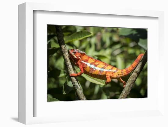 Red Panther Chameleon (Furcifer Pardalis), Endemic to Madagascar, Africa-Matthew Williams-Ellis-Framed Photographic Print