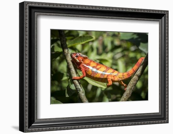 Red Panther Chameleon (Furcifer Pardalis), Endemic to Madagascar, Africa-Matthew Williams-Ellis-Framed Photographic Print