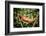 Red Panther Chameleon (Furcifer Pardalis), Endemic to Madagascar, Africa-Matthew Williams-Ellis-Framed Photographic Print