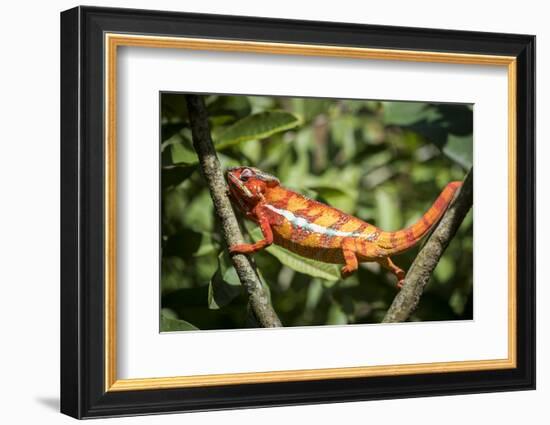 Red Panther Chameleon (Furcifer Pardalis), Endemic to Madagascar, Africa-Matthew Williams-Ellis-Framed Photographic Print