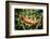 Red Panther Chameleon (Furcifer Pardalis), Endemic to Madagascar, Africa-Matthew Williams-Ellis-Framed Photographic Print