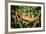 Red Panther Chameleon (Furcifer Pardalis), Endemic to Madagascar, Africa-Matthew Williams-Ellis-Framed Photographic Print