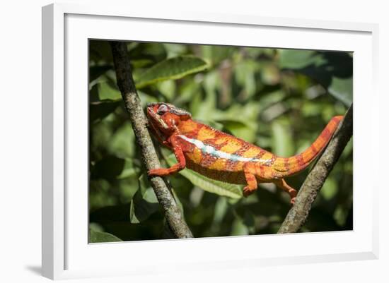 Red Panther Chameleon (Furcifer Pardalis), Endemic to Madagascar, Africa-Matthew Williams-Ellis-Framed Photographic Print