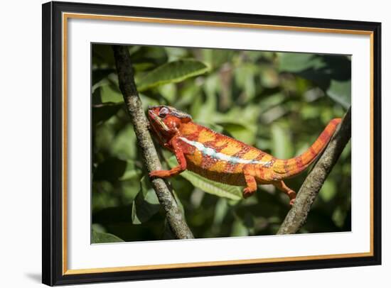 Red Panther Chameleon (Furcifer Pardalis), Endemic to Madagascar, Africa-Matthew Williams-Ellis-Framed Photographic Print