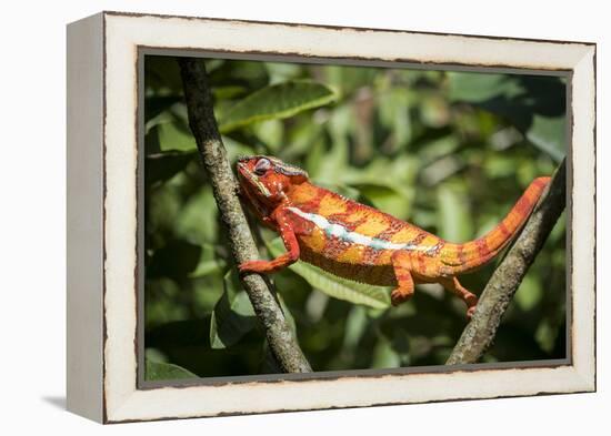 Red Panther Chameleon (Furcifer Pardalis), Endemic to Madagascar, Africa-Matthew Williams-Ellis-Framed Premier Image Canvas