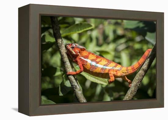 Red Panther Chameleon (Furcifer Pardalis), Endemic to Madagascar, Africa-Matthew Williams-Ellis-Framed Premier Image Canvas